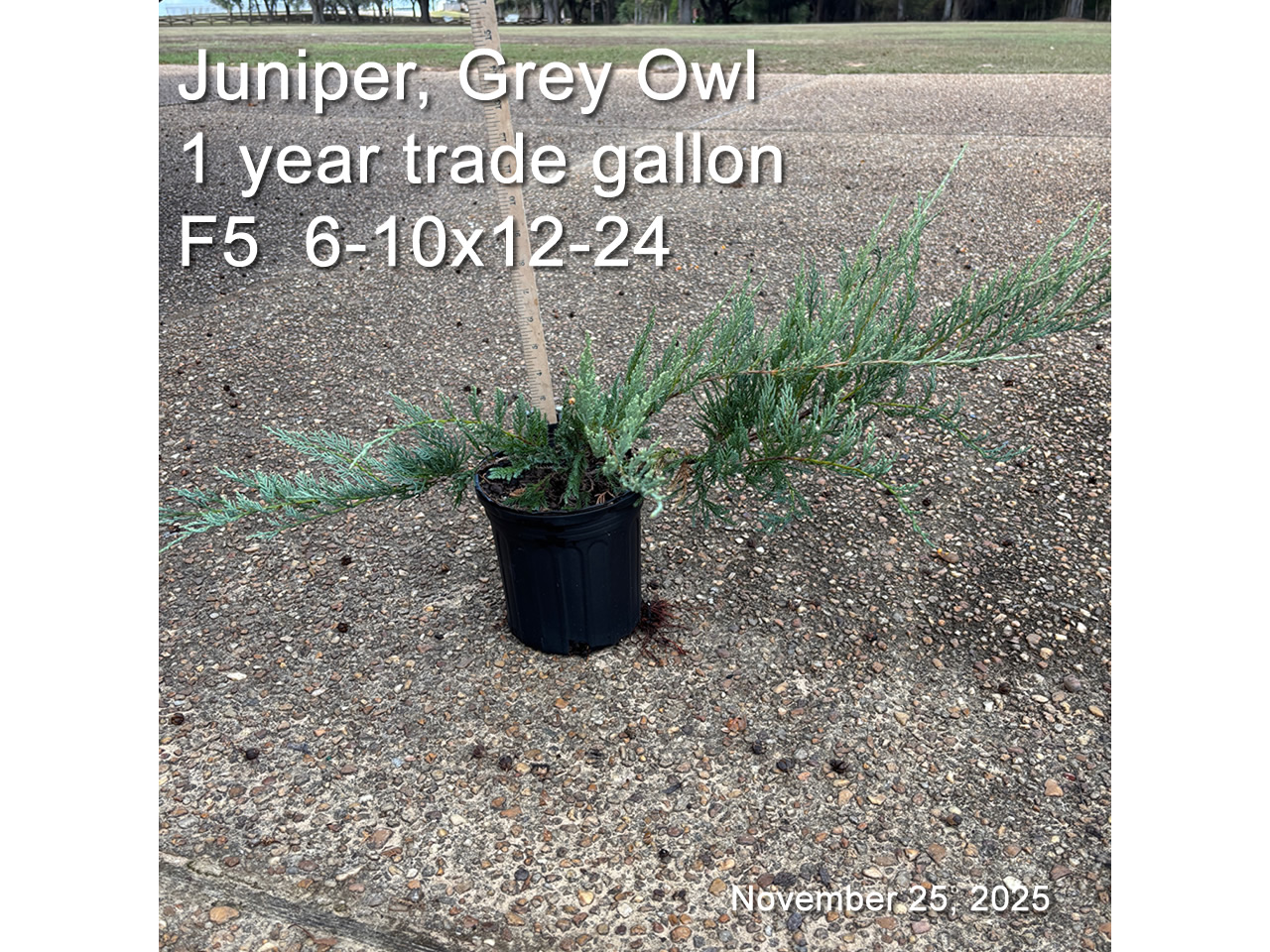 gallery/jgo1yt F5 nov25.jpg